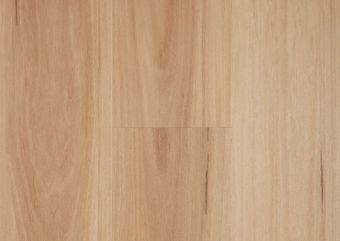 Blackbutt