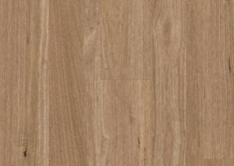 Tasmanian Oak