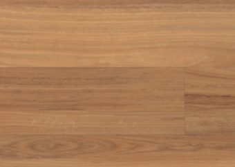 Northern Spotted Gum